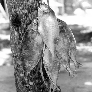 Caught fish hanging on a tree, La Digue, Seychelles Caught fish hanging on a tree, La Digue, Seychelles