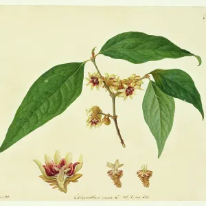 Chimonanthus praecox Chimonanthus praecox