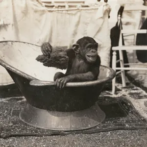 Chimpanzee at Earl's Court Exhibition