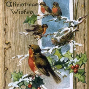 Christmas Robins with Holly