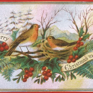 Two Christmas Robins on their nest