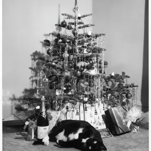 Christmas tree and cat