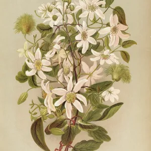 Clematis Indivisa Willd. or Clematis Paniculata Clematis Indivisa Willd. or Clematis Paniculata