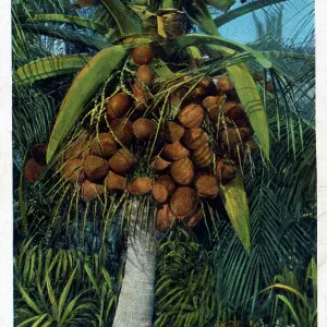 Coconut Tree and Fruit, Port Antonio, Jamaica, West Indies Coconut Tree and Fruit, Port Antonio, Jamaica, West Indies