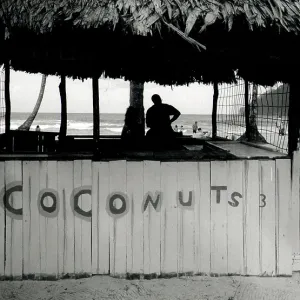 Cold Coconuts stall, Trinidad, West Indies Cold Coconuts stall, Trinidad, West Indies