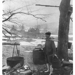 Collecting maple tree sap Collecting maple tree sap