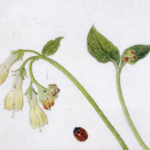 Comfrey and ladybird Comfrey and ladybird