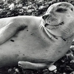 A Common Seal on the beach A Common Seal on the beach