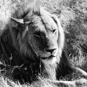 CONTENT LION CONTENT LION