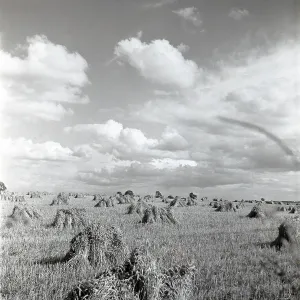 Cornfield at harvest time Cornfield at harvest time