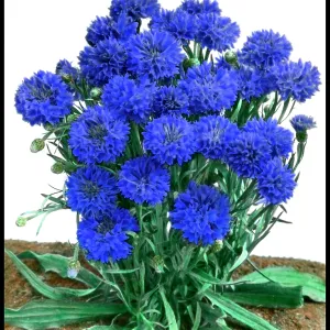 Cornflower (Dwarf) Jubilee Gem, Centaurea Cyanus Cornflower (Dwarf) Jubilee Gem, Centaurea Cyanus