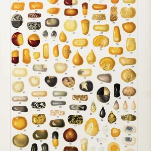 Corns and grains at different stages of development Corns and grains at different stages of development