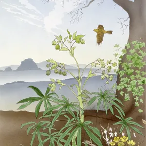 Country scene with snowdrops and other plants Country scene with snowdrops and other plants