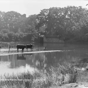 Cows by the Creek Cows by the Creek