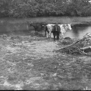 Cows at St Non's pond, St David's, Pembrokeshire, South Wale Cows at St Non's pond, St David's, Pembrokeshire, South Wale