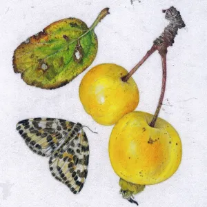 Crab apple Butterball and magpie moth Crab apple Butterball and magpie moth