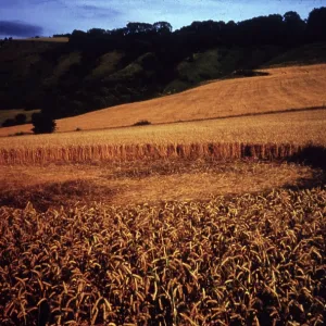 CROP CIRCLE 1987