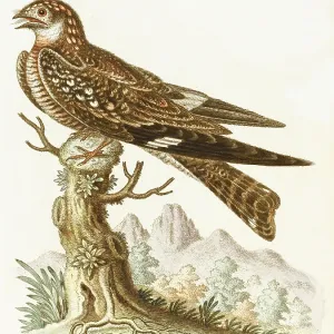 The cuckoo or nightjar The cuckoo or nightjar