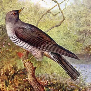 Cuckoo and Wood Wren Cuckoo and Wood Wren