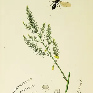 Curtis British Entomology Plate 740 Curtis British Entomology Plate 740