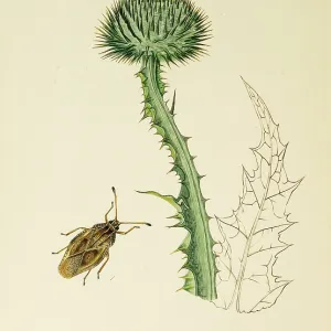 Curtis British Entomology Plate 741 Curtis British Entomology Plate 741
