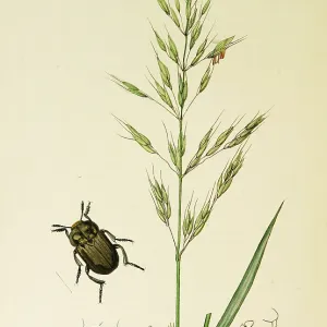 Curtis British Entomology Plate 742 Curtis British Entomology Plate 742