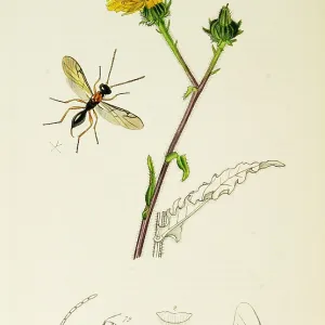 Curtis British Entomology Plate 744 Curtis British Entomology Plate 744