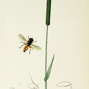 Curtis British Entomology Plate 749 Curtis British Entomology Plate 749