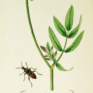 Curtis British Entomology Plate 750 Curtis British Entomology Plate 750