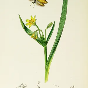 Curtis British Entomology Plate 751 Curtis British Entomology Plate 751