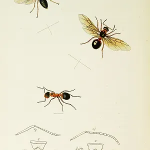 Curtis British Entomology Plate 752 Curtis British Entomology Plate 752