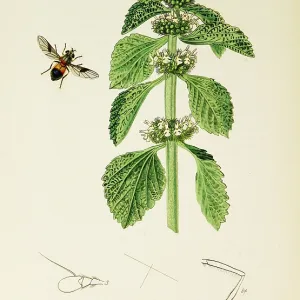 Curtis British Entomology Plate 753 Curtis British Entomology Plate 753