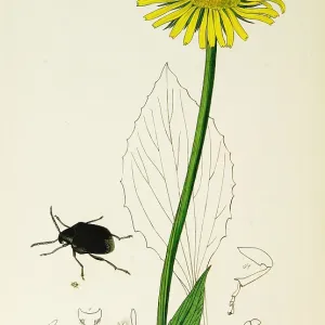 Curtis British Entomology Plate 754 Curtis British Entomology Plate 754