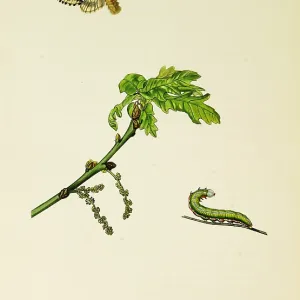 Curtis British Entomology Plate 755 Curtis British Entomology Plate 755