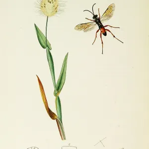 Curtis British Entomology Plate 756 Curtis British Entomology Plate 756
