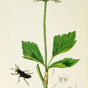 Curtis British Entomology Plate 758 Curtis British Entomology Plate 758