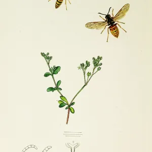 Curtis British Entomology Plate 760 Curtis British Entomology Plate 760