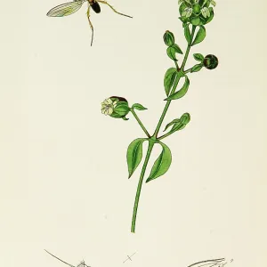 Curtis British Entomology Plate 761 Curtis British Entomology Plate 761