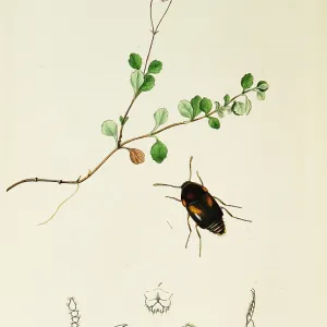Curtis British Entomology Plate 762 Curtis British Entomology Plate 762