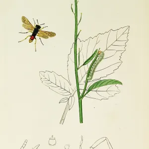 Curtis British Entomology Plate 764 Curtis British Entomology Plate 764