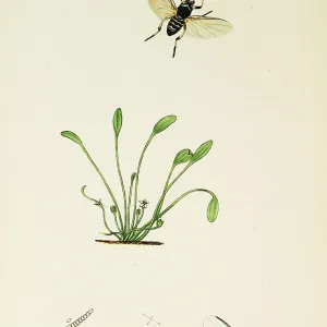 Curtis British Entomology Plate 765 Curtis British Entomology Plate 765