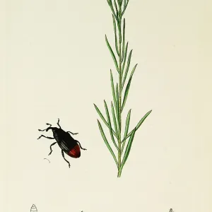 Curtis British Entomology Plate 766 Curtis British Entomology Plate 766