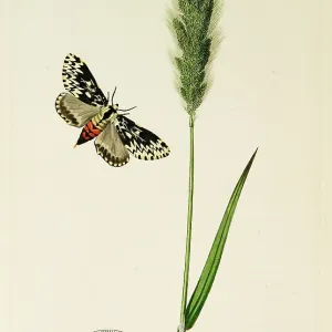 Curtis British Entomology Plate 767 Curtis British Entomology Plate 767