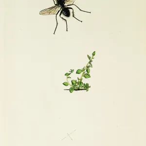 Curtis British Entomology Plate 768 Curtis British Entomology Plate 768