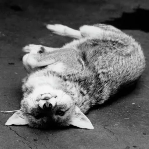CUTE FOX CUTE FOX