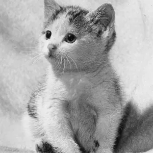 Cute kitten Cute kitten