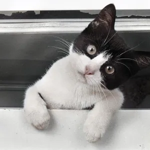 Cute kitten looking straight at the camera Cute kitten looking straight at the camera