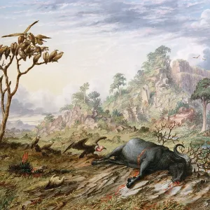 Dead Buffalo, by Thomas Baines