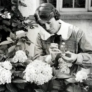 Decorative model hydrangea flowers by Miss Beatrice Hindley