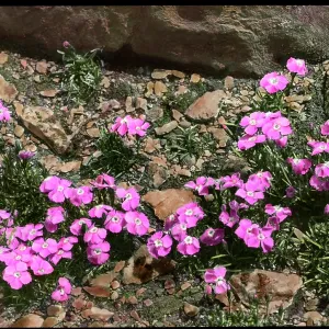 Dianthus Alpinus (Alpine Pink) Dianthus Alpinus (Alpine Pink)